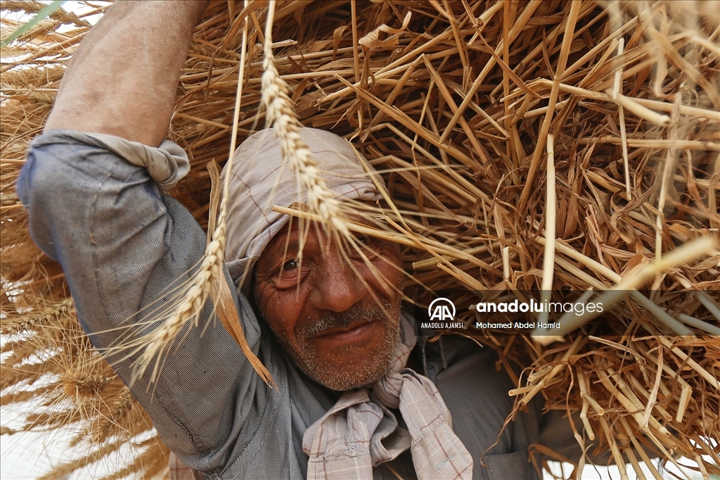 Mısır'da buğday hasadı başladı
