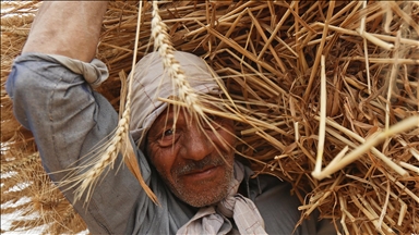 Mısır'da buğday hasadı başladı