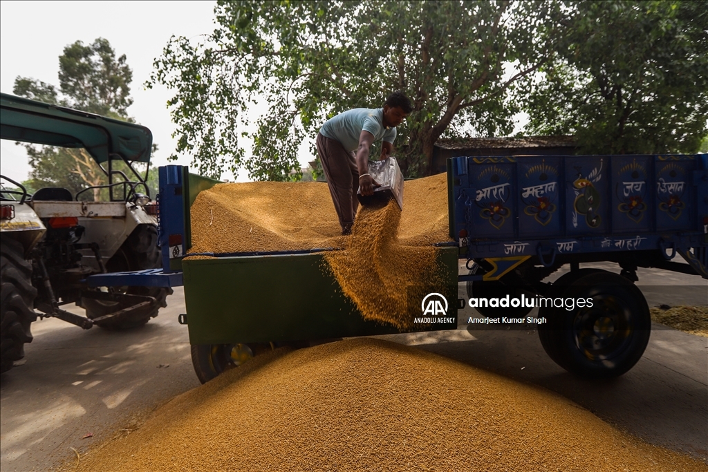 بعد قرار الحظر.. الهند ستصدّر القمح المتعاقد عليه فقط