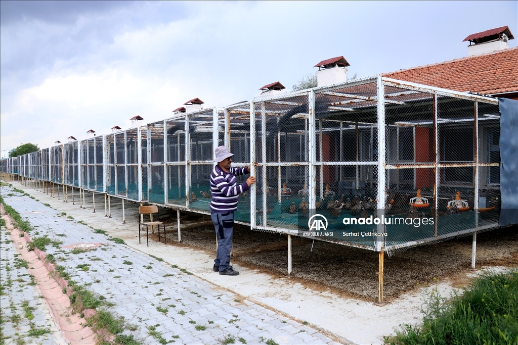 Binlerce keklik "kene ve süne avı" için gün sayıyor