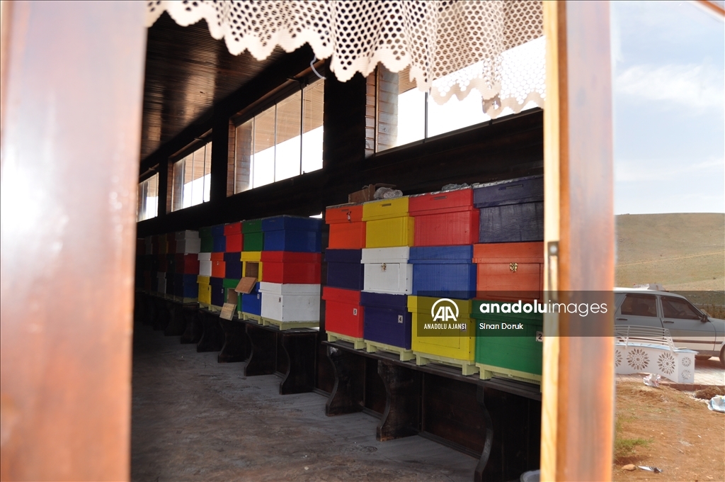 Lavanta tarlasına kurulan "Arı evi", rengarenk kovanlarıyla ilgi çekiyor