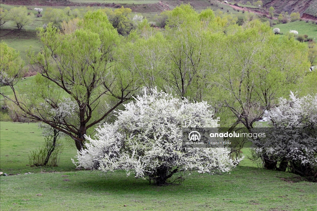 Sıcaklığın arttığı Iğdır'ın dağlarında meralar yeşillendi, ağaçlar çiçek açtı