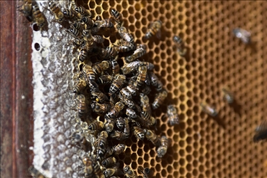 Día Mundial de las Abejas en Brasil