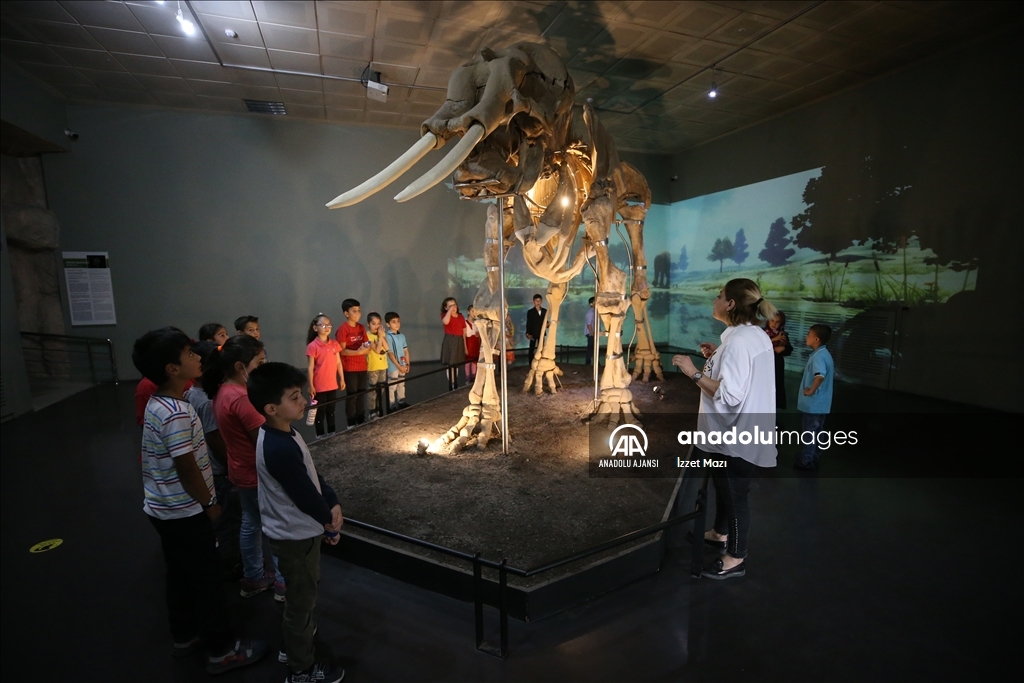 3 bin 500 yıllık antik fil iskeleti, ışık, ses ve görüntü efektleriyle ziyaretçilerini ağırlıyor