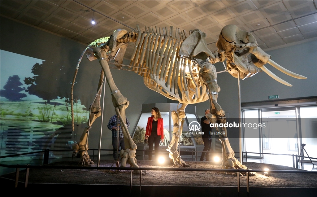 3 bin 500 yıllık antik fil iskeleti, ışık, ses ve görüntü efektleriyle ziyaretçilerini ağırlıyor