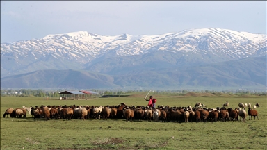 Göçerler zengin bitki örtüsüne sahip Muş'a gelmeye başladı