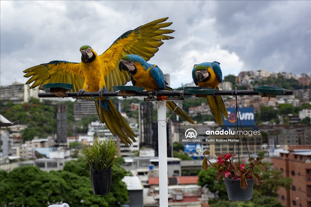 Amerikan papağanları Venezuela'nın başkentinde yuva buldu