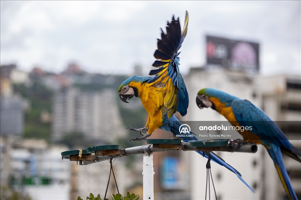 Amerikan papağanları Venezuela'nın başkentinde yuva buldu
