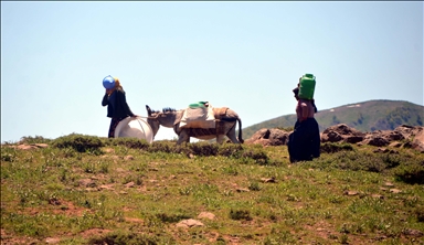 Muş'taki yaylalarda konaklayan göçerlerin süt sağım mesaisi başladı