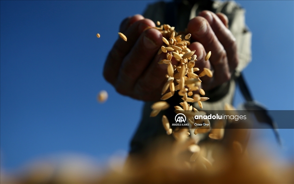 Düzce'de üreticilerin sulak arazilerde "Konuralp pirinci" mesaisi başladı