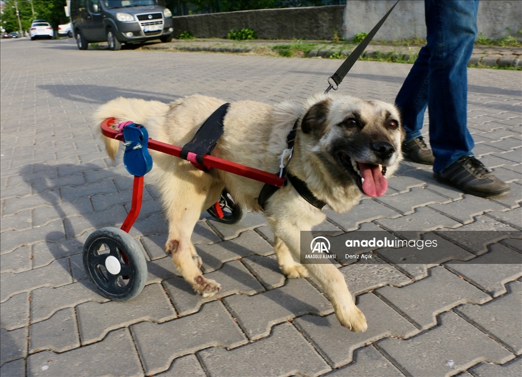 Felçli köpek "Badi" için eski bebek arabasından yürüteç yaptı