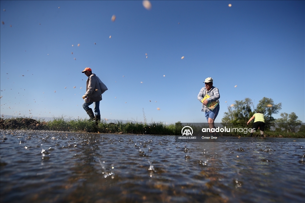 Düzce'de üreticilerin sulak arazilerde "Konuralp pirinci" mesaisi başladı