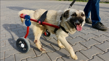 Felçli köpek "Badi" için eski bebek arabasından yürüteç yaptı
