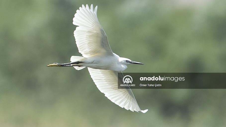 Nallıhan Kuş Cenneti "7. Foto Safari" başladı