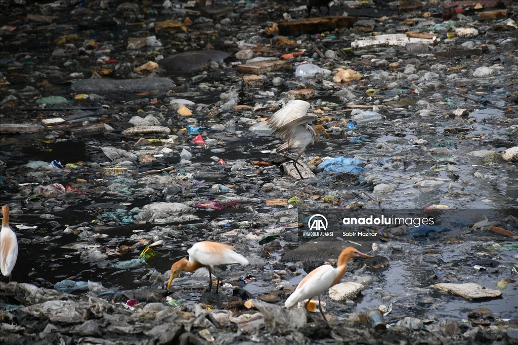 Pakistan'da Dünya Çevre Günü