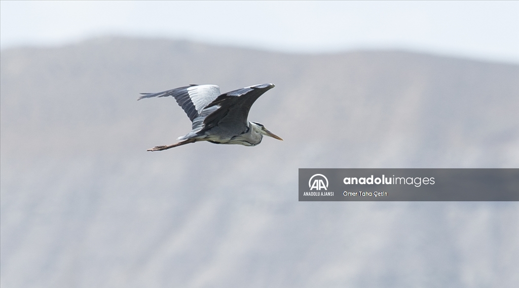 Nallıhan Kuş Cenneti "7. Foto Safari" başladı