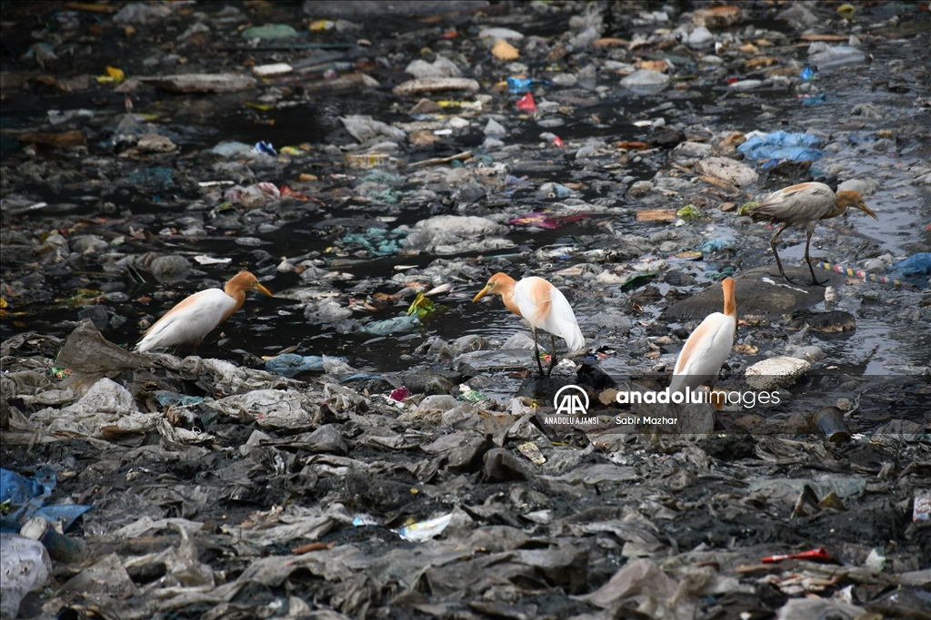 Pakistan'da Dünya Çevre Günü