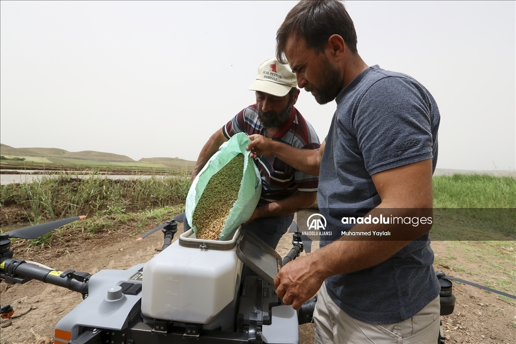 Kırıkkale'de dron ile çeltik ekim mesaisi başladı