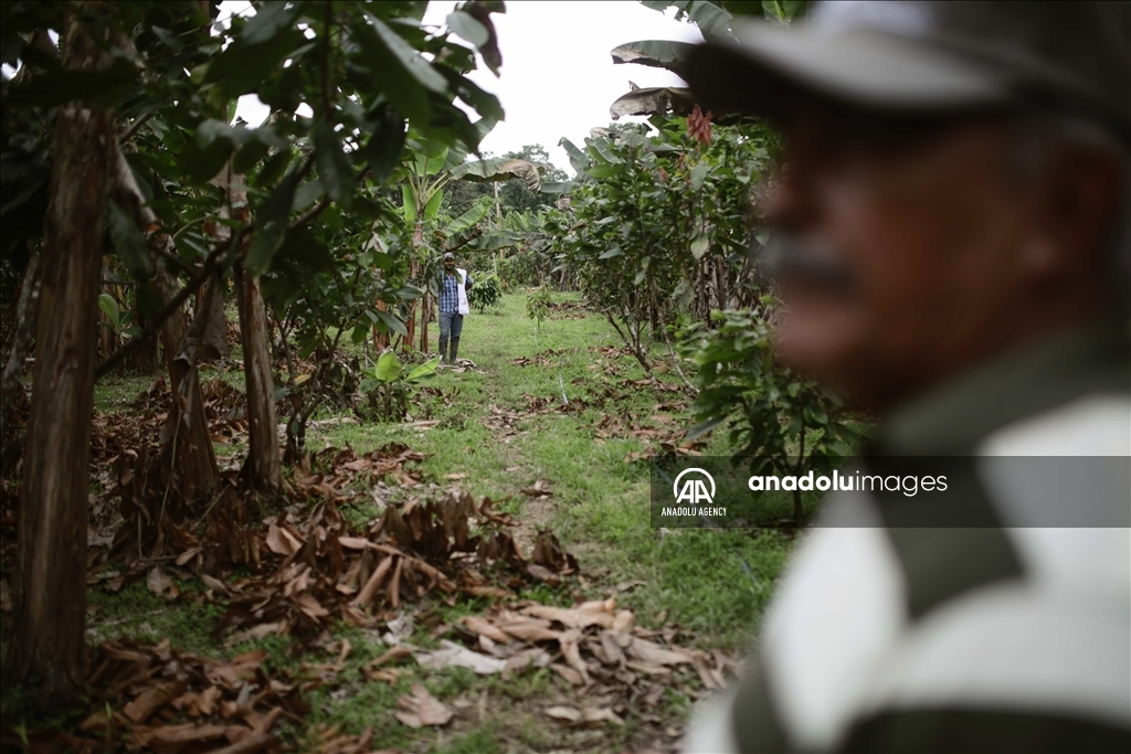 El cacao lleva esperanza a personas que sufrieron el conflicto en Caquetá, Colombia 5
