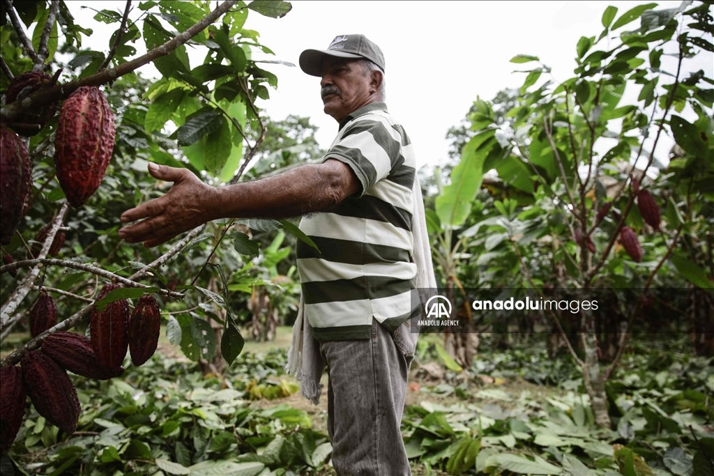 El cacao lleva esperanza a personas que sufrieron el conflicto en Caquetá, Colombia 4