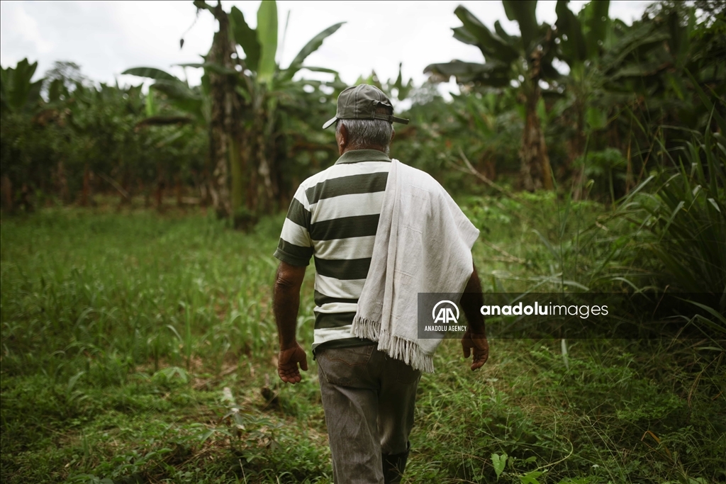 El cacao lleva esperanza a personas que sufrieron el conflicto en Caquetá, Colombia 1