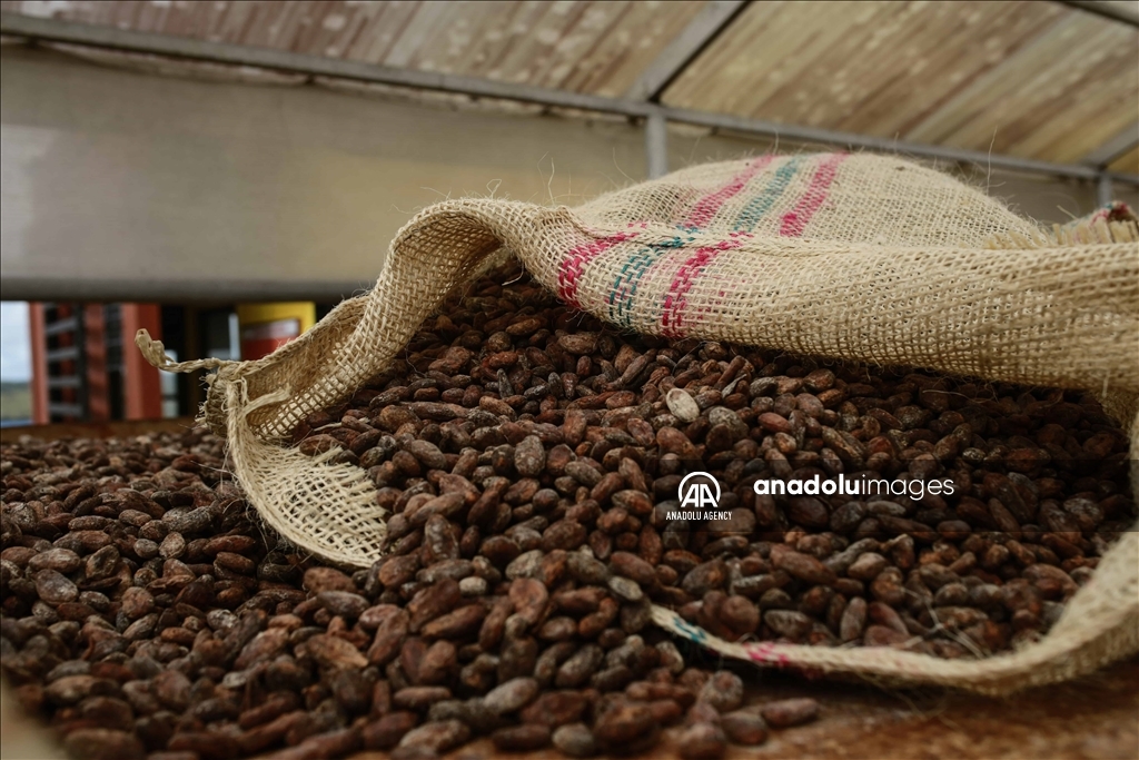 El cacao lleva esperanza a personas que sufrieron el conflicto en Caquetá, Colombia 2