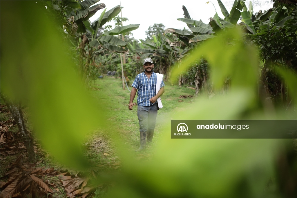 El cacao lleva esperanza a personas que sufrieron el conflicto en Caquetá, Colombia