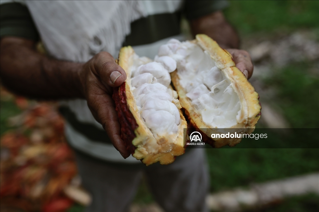 El cacao lleva esperanza a personas que sufrieron el conflicto en Caquetá, Colombia 7