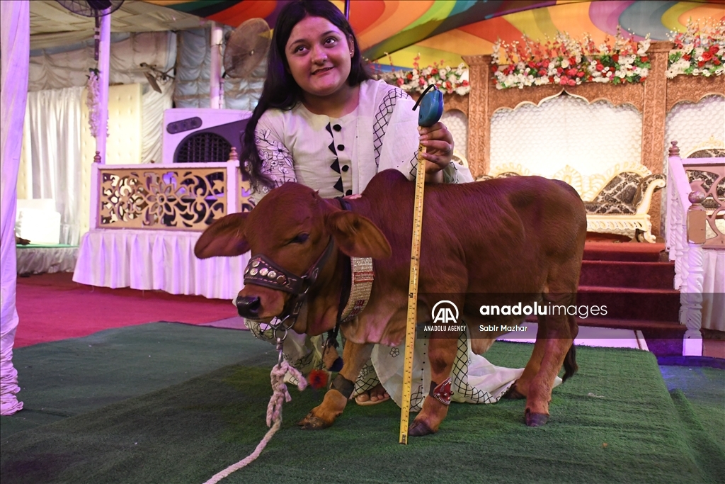 U Pakistanu predstavljena jedna od najmanjih krava na svijetu 