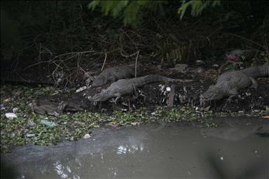 Las lamentables condiciones en las que viven los caimanes en Río de Janeiro por la contaminación del agua incluso los llevan a la muerte