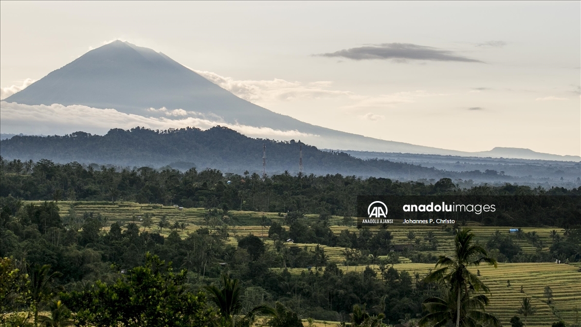Bali'de pirinç hasadı zamanı