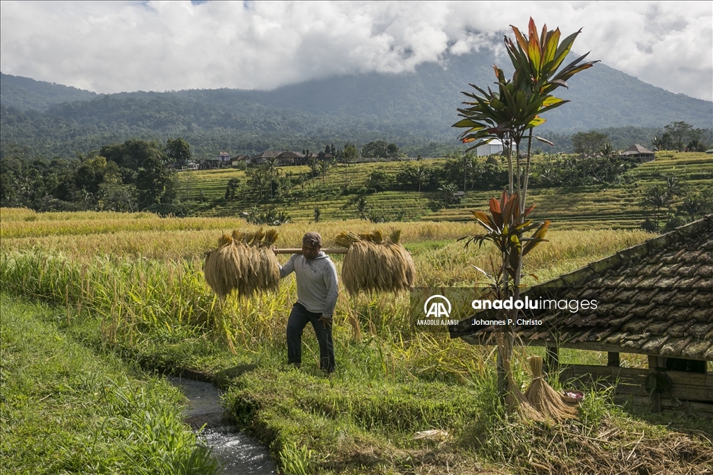 Bali'de pirinç hasadı zamanı