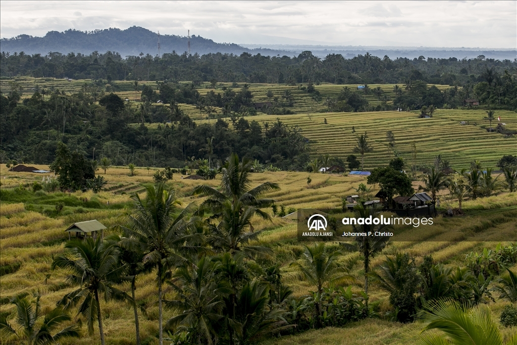 Bali'de pirinç hasadı zamanı