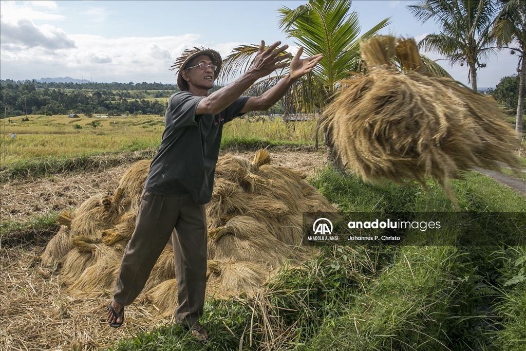 Bali'de pirinç hasadı zamanı
