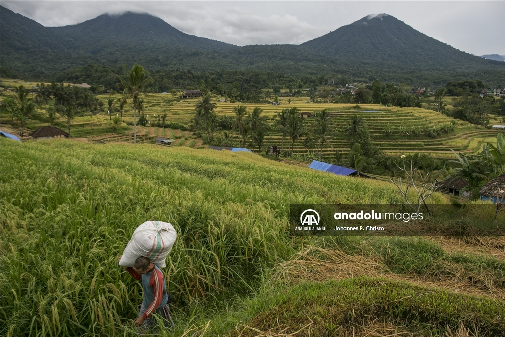 Bali'de pirinç hasadı zamanı