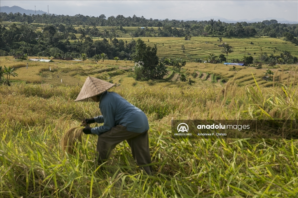 Bali'de pirinç hasadı zamanı