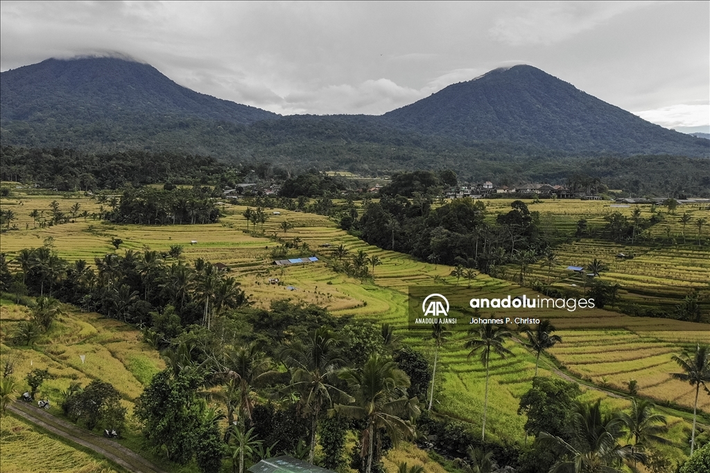 Bali'de pirinç hasadı zamanı
