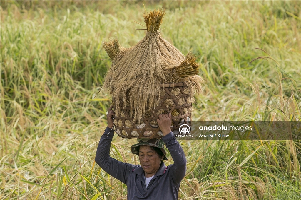 Bali'de pirinç hasadı zamanı