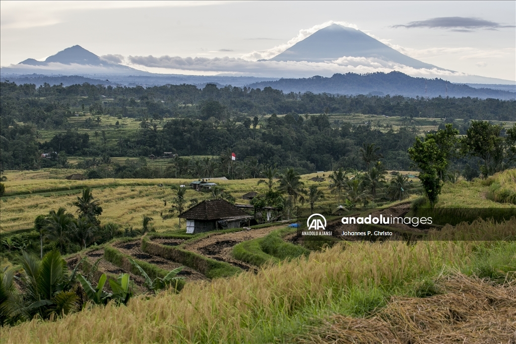 Bali'de pirinç hasadı zamanı