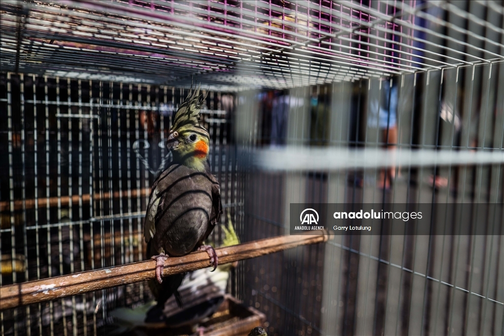 Southeast Asia’s thriving illegal bird trade