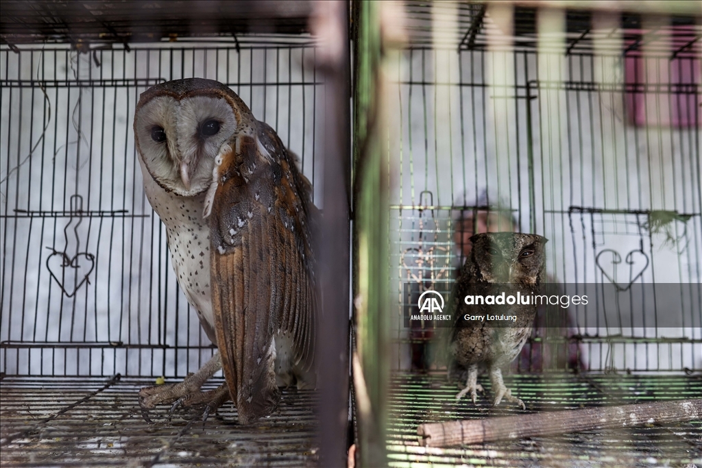 Southeast Asia’s thriving illegal bird trade