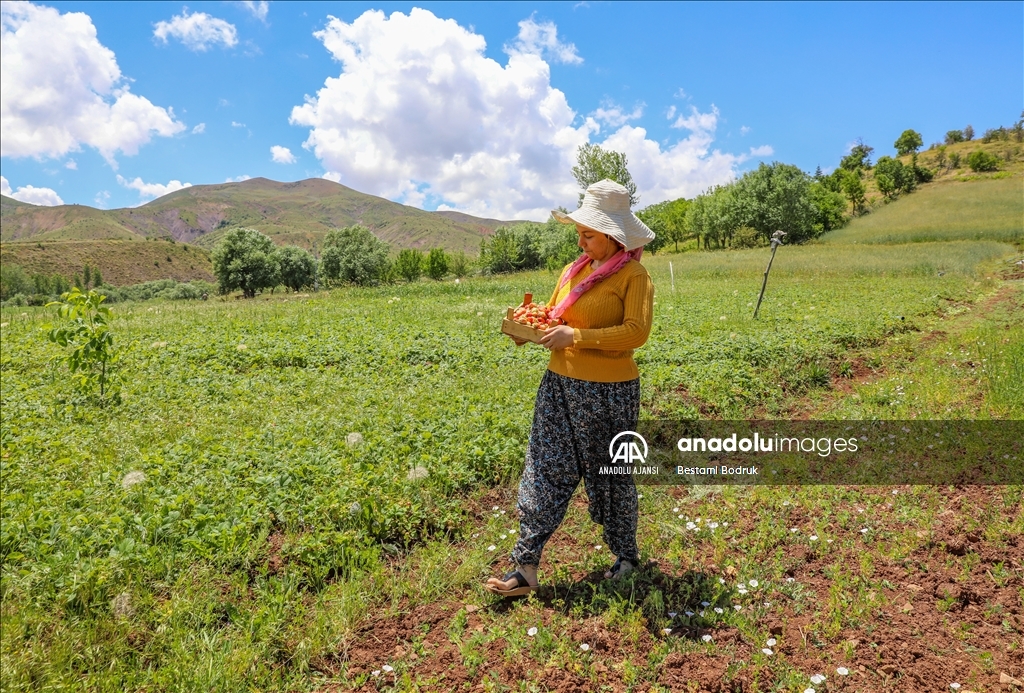 Elazığ'da hasadına başlanan Osmanlı çileği tezgaha inmeden satılıyor