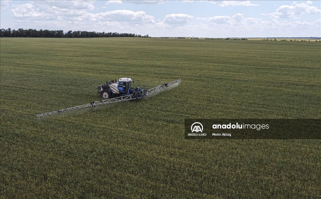 Savaşın sürdüğü Ukrayna'da çiftçiler buğday satmakta zorlanıyor