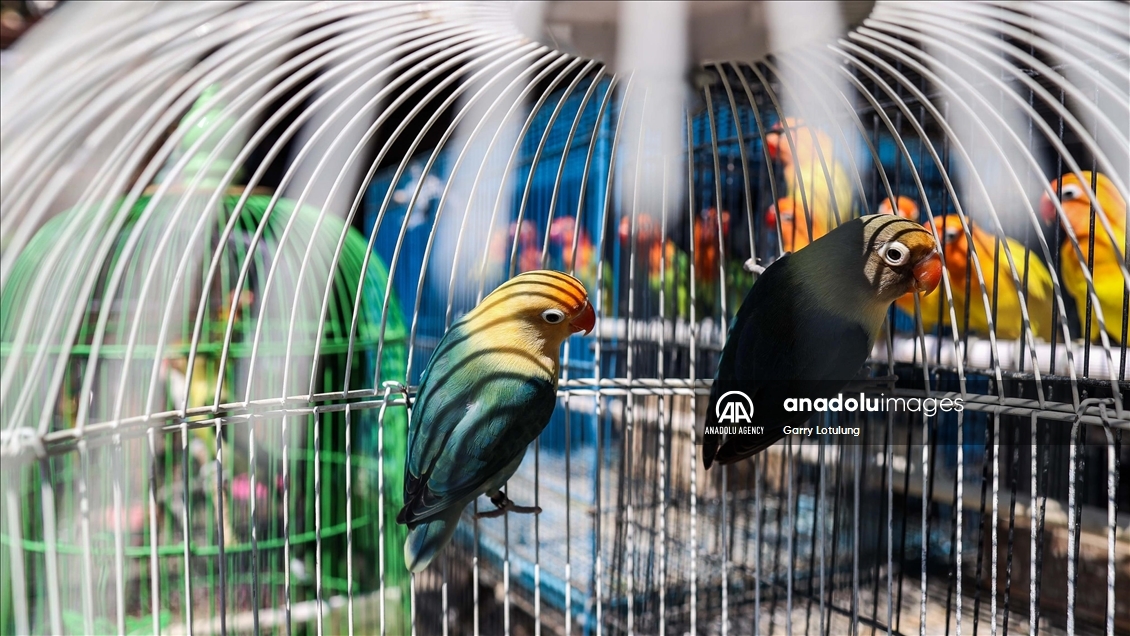 Southeast Asia’s thriving illegal bird trade