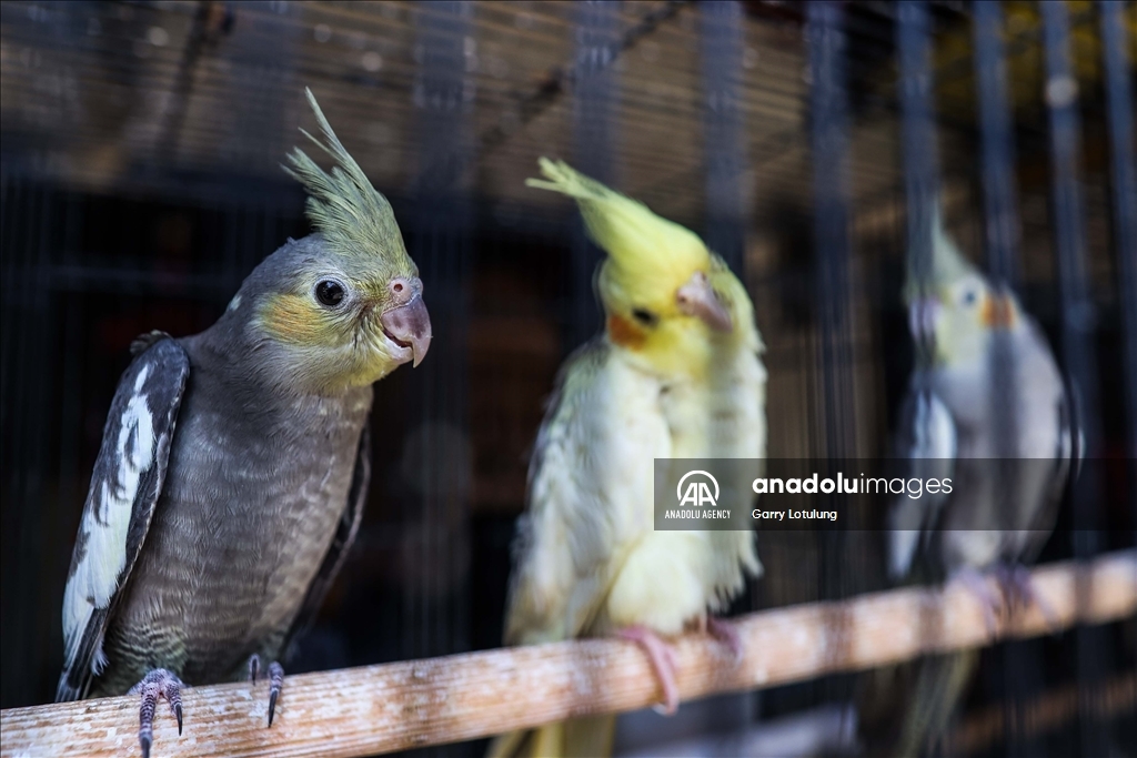 Southeast Asia’s thriving illegal bird trade