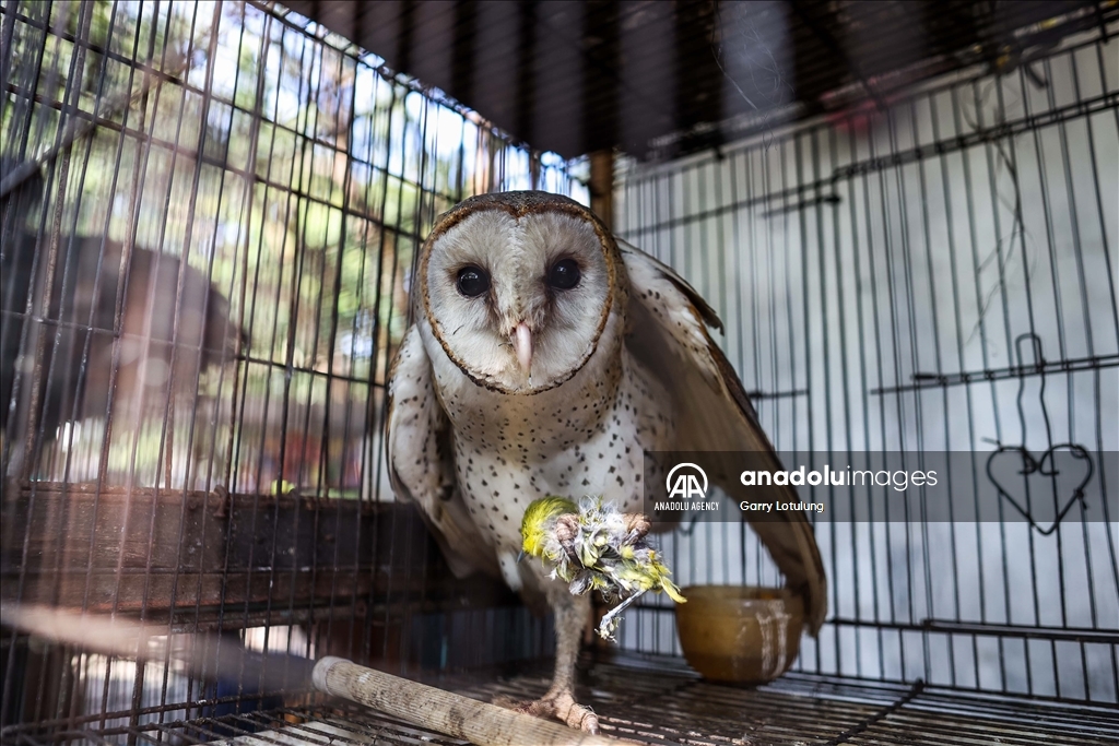 Southeast Asia’s thriving illegal bird trade