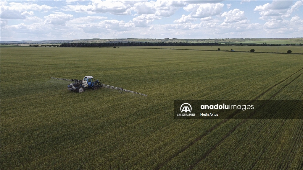 Savaşın sürdüğü Ukrayna'da çiftçiler buğday satmakta zorlanıyor
