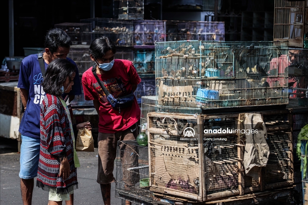 Southeast Asia’s thriving illegal bird trade