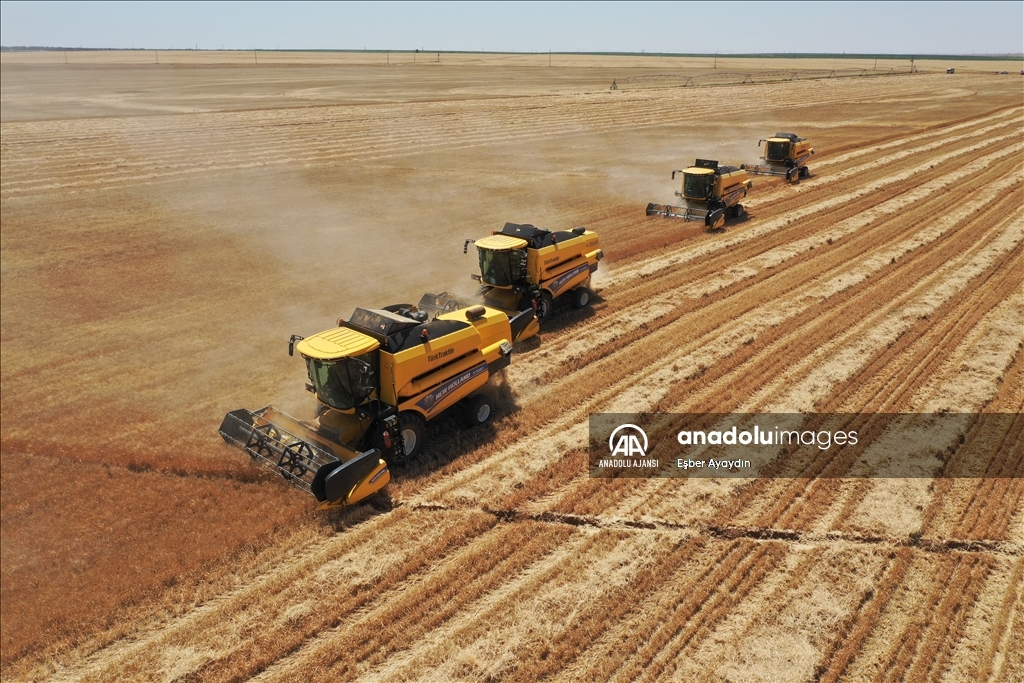 Türkiye'nin en büyük işletmesinde buğday hasadı 167 biçerdöverle hasat devam ediyor
