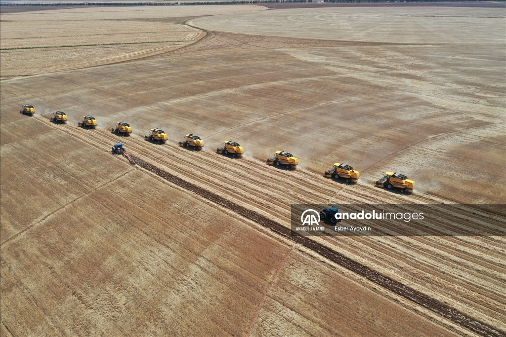 Türkiye'nin en büyük işletmesinde buğday hasadı 167 biçerdöverle hasat devam ediyor